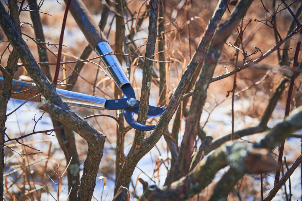 pruning shrubs in the winter